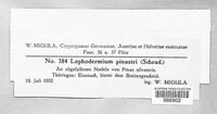 Lophodermium pinastri image